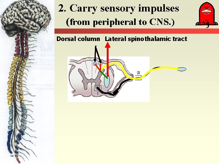 2. Carry sensory impulses (from peripheral to CNS. ) Dorsal column Lateral spinothalamic tract