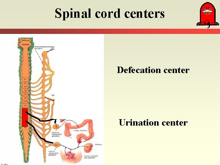 Spinal cord centers Defecation center Urination center 