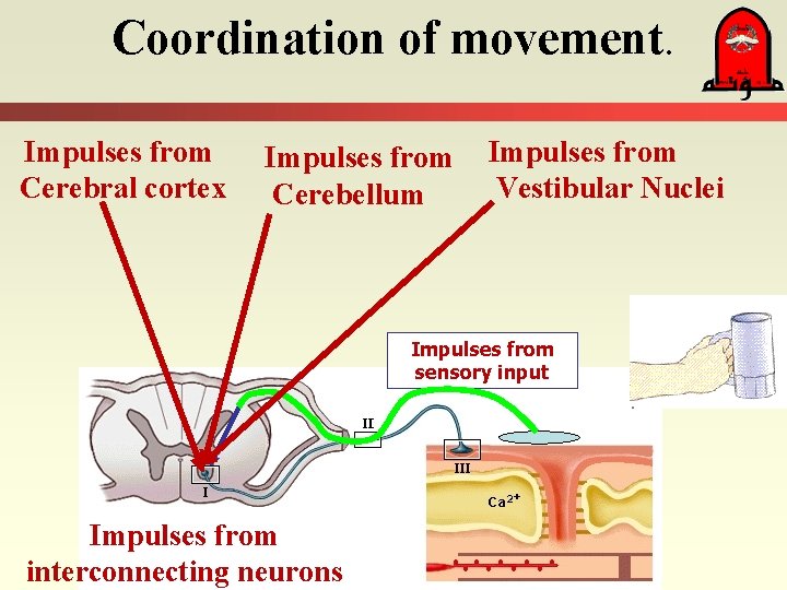 Coordination of movement. Impulses from Cerebral cortex Impulses from Cerebellum Impulses from Vestibular Nuclei