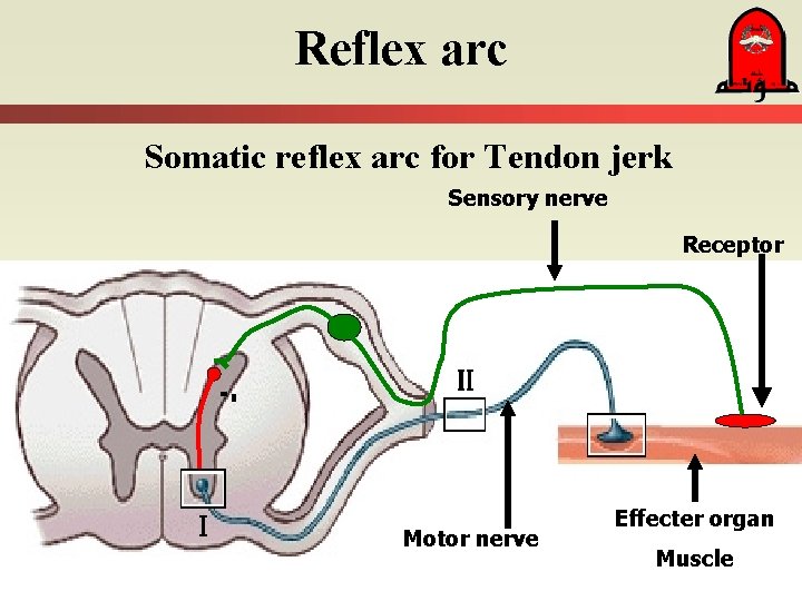 Reflex arc Somatic reflex arc for Tendon jerk Sensory nerve Receptor Motor nerve Effecter