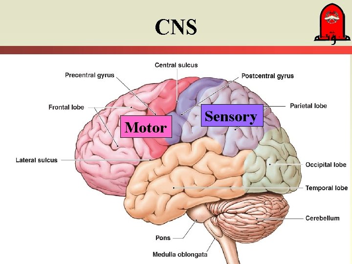 CNS Motor Sensory 