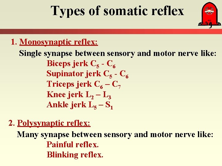 Types of somatic reflex 1. Monosynaptic reflex: Single synapse between sensory and motor nerve