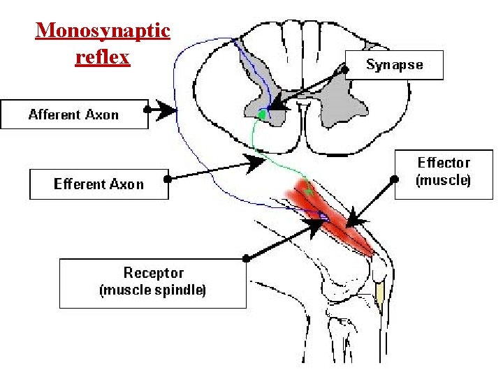 Monosynaptic reflex 
