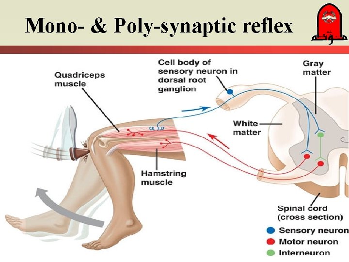Mono- & Poly-synaptic reflex 