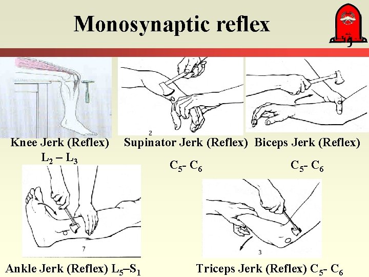 Monosynaptic reflex Knee Jerk (Reflex) L 2 – L 3 Supinator Jerk (Reflex) Biceps