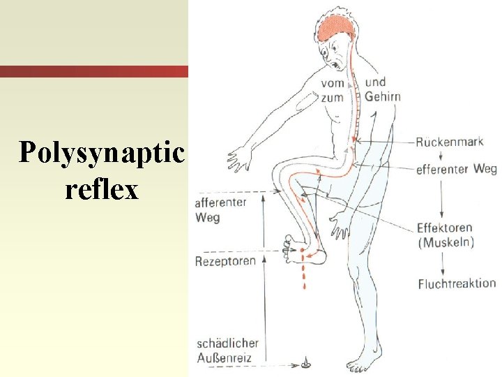 Polysynaptic reflex 