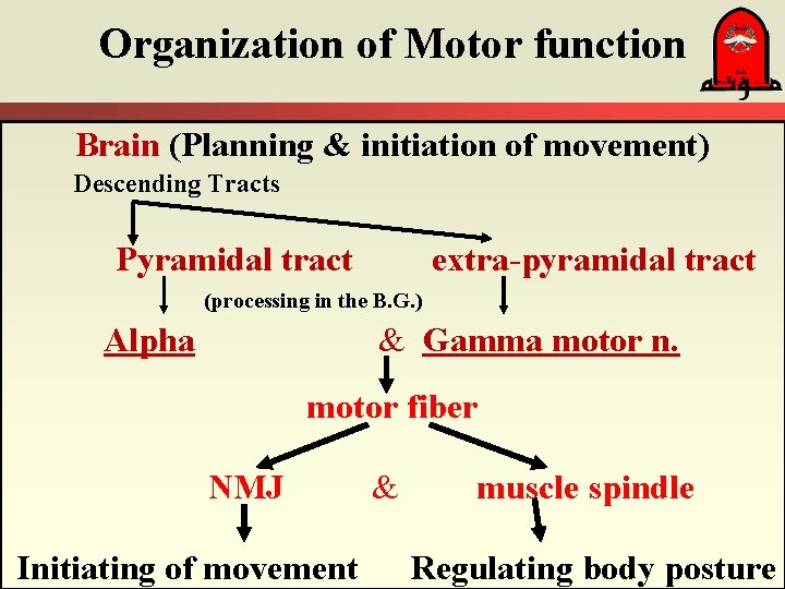 Organization of Motor function Brain (Planning & initiation of movement) Descending Tracts Pyramidal tract