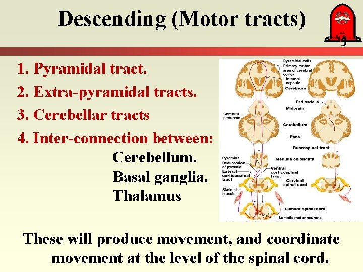 Descending (Motor tracts) 1. Pyramidal tract. 2. Extra-pyramidal tracts. 3. Cerebellar tracts 4. Inter-connection