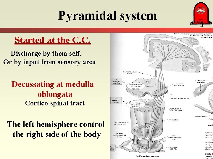 Pyramidal system Started at the C. C. Discharge by them self. Or by input