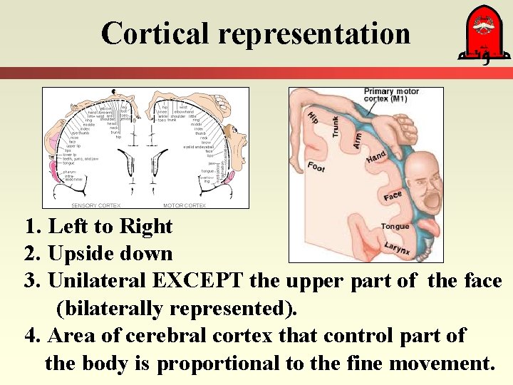 Cortical representation 1. Left to Right 2. Upside down 3. Unilateral EXCEPT the upper