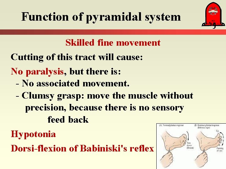Function of pyramidal system Skilled fine movement Cutting of this tract will cause: No
