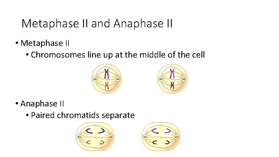 Metaphase II and Anaphase II • Metaphase II • Chromosomes line up at the