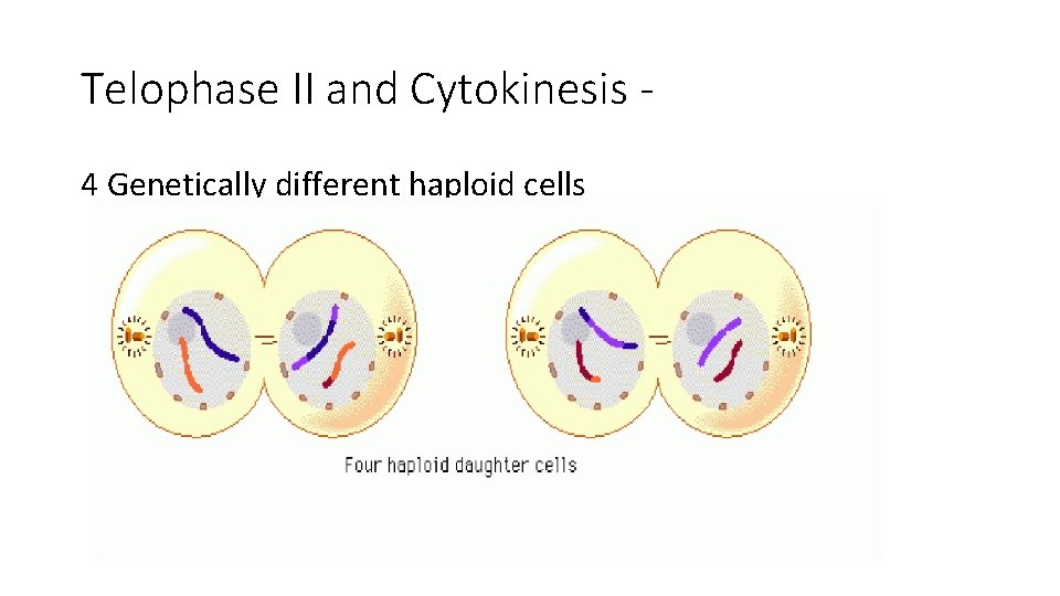 Telophase II and Cytokinesis 4 Genetically different haploid cells 