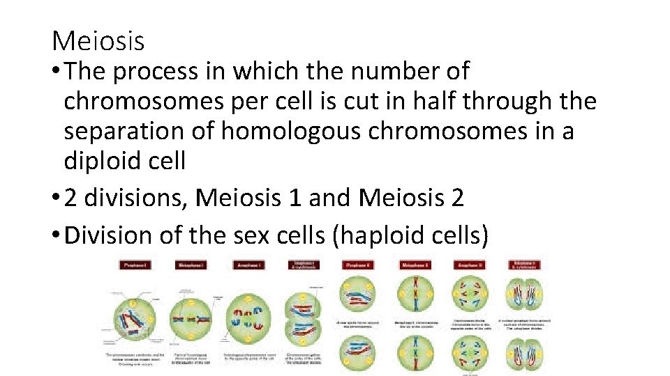 Meiosis • The process in which the number of chromosomes per cell is cut