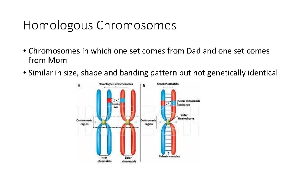 Homologous Chromosomes • Chromosomes in which one set comes from Dad and one set