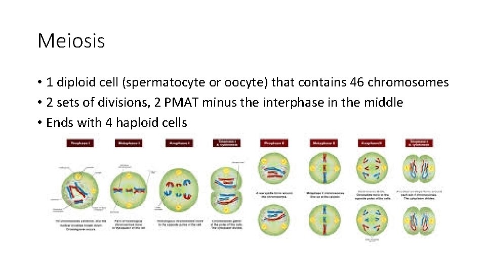 Meiosis • 1 diploid cell (spermatocyte or oocyte) that contains 46 chromosomes • 2