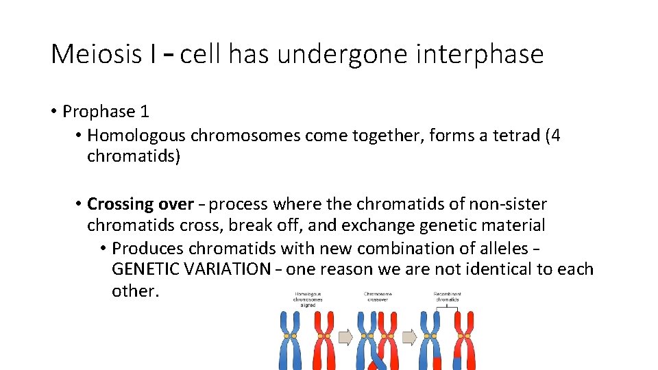 Meiosis I – cell has undergone interphase • Prophase 1 • Homologous chromosomes come