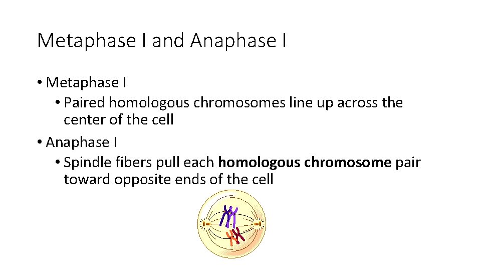Metaphase I and Anaphase I • Metaphase I • Paired homologous chromosomes line up