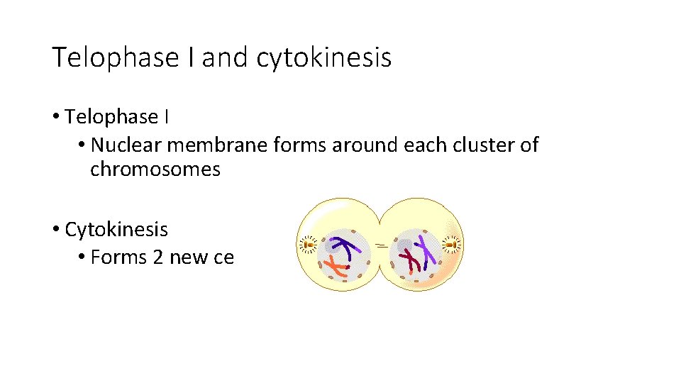 Telophase I and cytokinesis • Telophase I • Nuclear membrane forms around each cluster