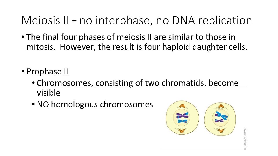 Meiosis II – no interphase, no DNA replication • The final four phases of