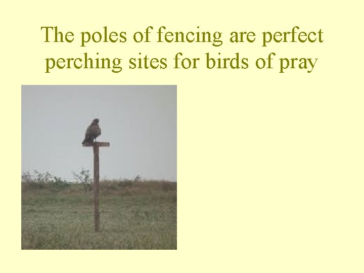 The poles of fencing are perfect perching sites for birds of pray 