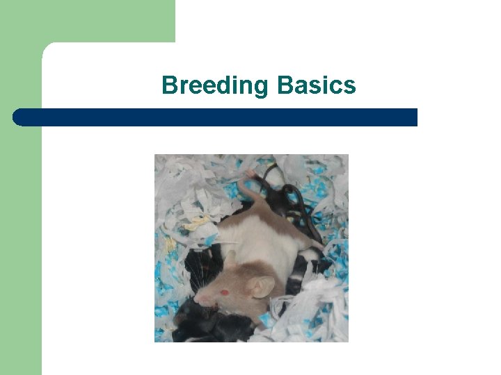Breeding Basics 