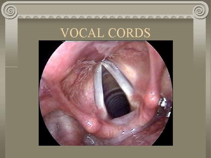 VOCAL CORDS 
