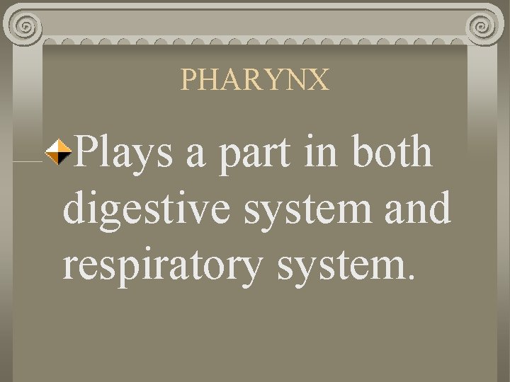 PHARYNX Plays a part in both digestive system and respiratory system. 
