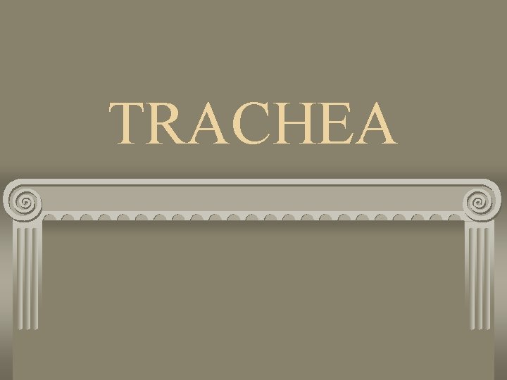 TRACHEA 
