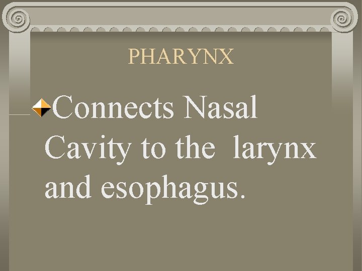 PHARYNX Connects Nasal Cavity to the larynx and esophagus. 