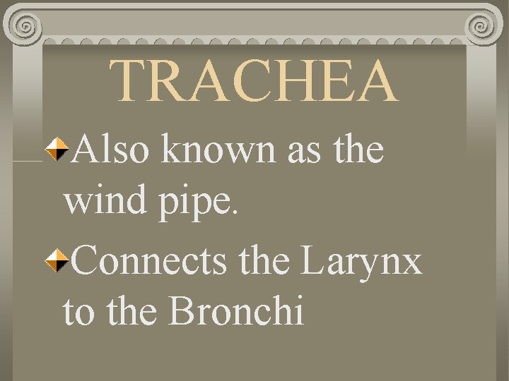 TRACHEA Also known as the wind pipe. Connects the Larynx to the Bronchi 