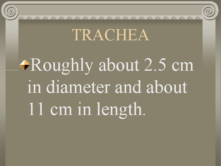 TRACHEA Roughly about 2. 5 cm in diameter and about 11 cm in length.