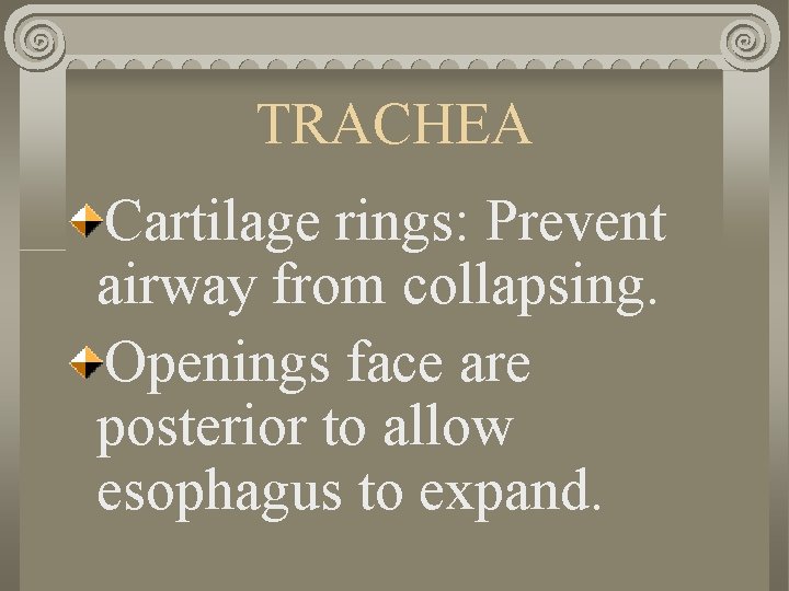 TRACHEA Cartilage rings: Prevent airway from collapsing. Openings face are posterior to allow esophagus