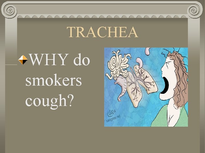 TRACHEA WHY do smokers cough? 