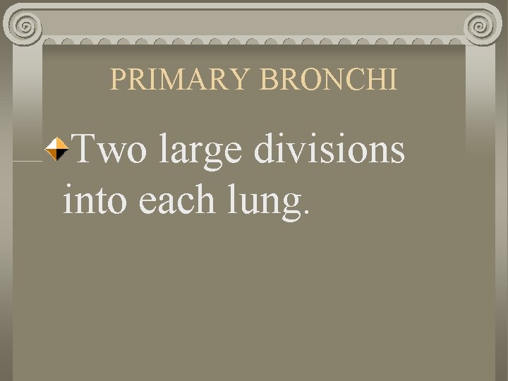 PRIMARY BRONCHI Two large divisions into each lung. 