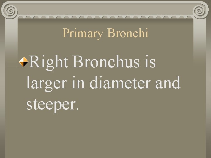 Primary Bronchi Right Bronchus is larger in diameter and steeper. 