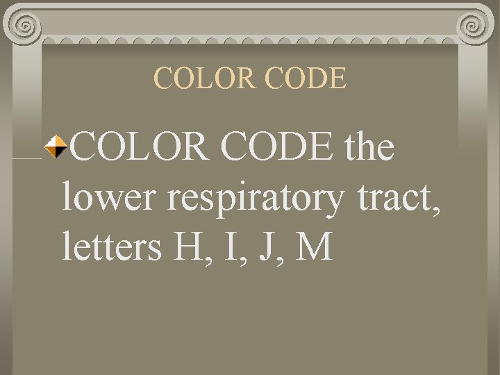 COLOR CODE the lower respiratory tract, letters H, I, J, M 