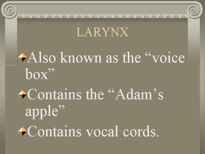 LARYNX Also known as the “voice box” Contains the “Adam’s apple” Contains vocal cords.