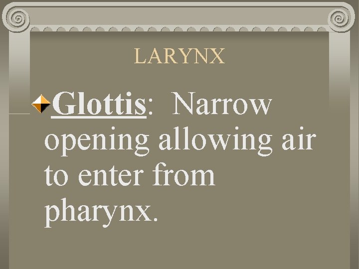 LARYNX Glottis: Narrow opening allowing air to enter from pharynx. 