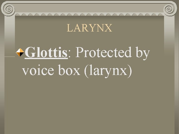 LARYNX Glottis: Protected by voice box (larynx) 