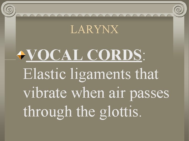 LARYNX VOCAL CORDS: Elastic ligaments that vibrate when air passes through the glottis. 