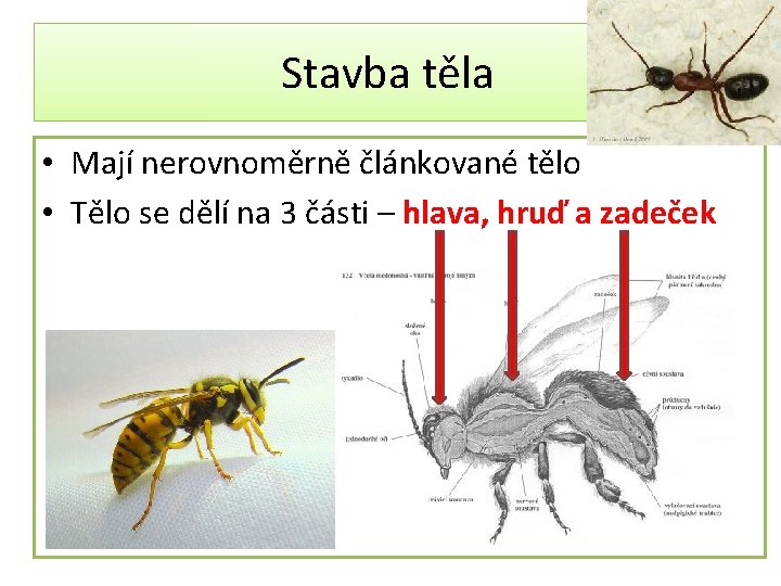 Stavba těla • Mají nerovnoměrně článkované tělo • Tělo se dělí na 3 části