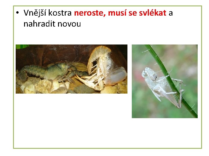  • Vnější kostra neroste, musí se svlékat a nahradit novou 