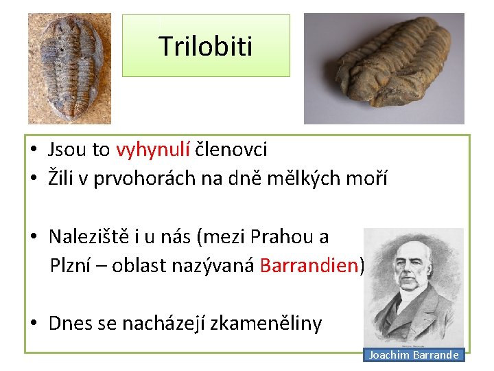 Trilobiti • Jsou to vyhynulí členovci • Žili v prvohorách na dně mělkých moří
