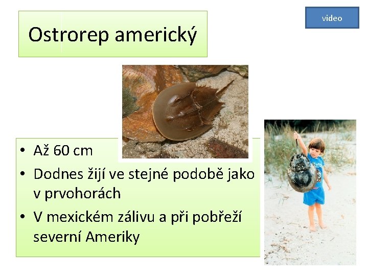 Ostrorep americký • Až 60 cm • Dodnes žijí ve stejné podobě jako v