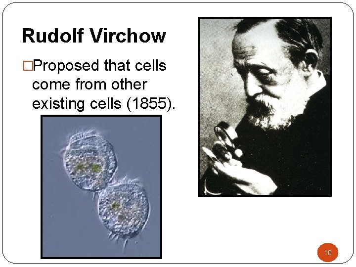 Rudolf Virchow �Proposed that cells come from other existing cells (1855). 10 