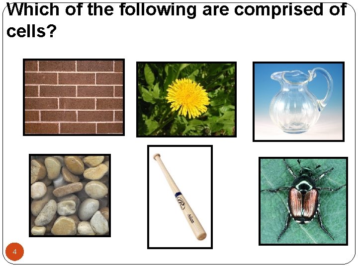 Which of the following are comprised of cells? 4 
