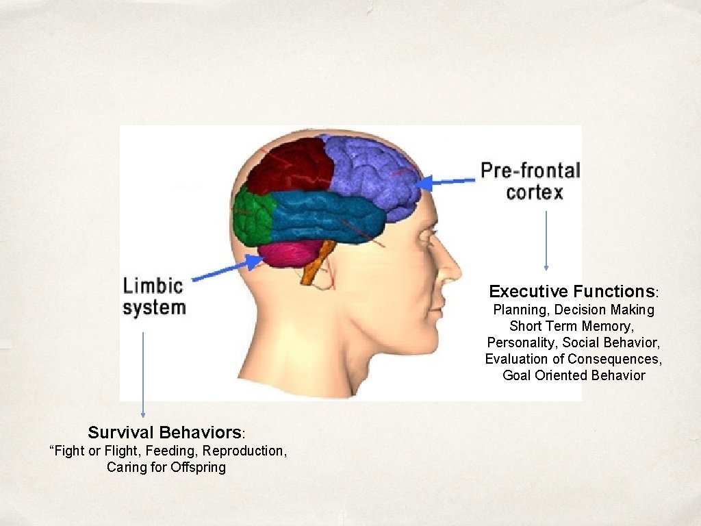 Executive Functions: Planning, Decision Making Short Term Memory, Personality, Social Behavior, Evaluation of Consequences,