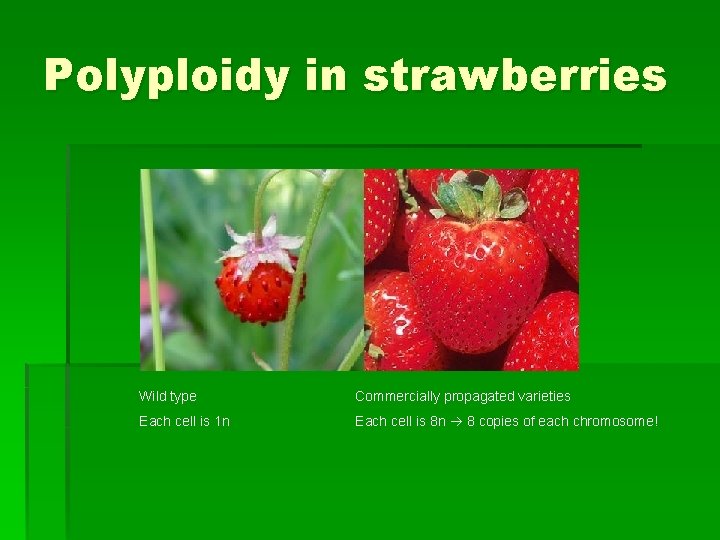 Polyploidy in strawberries Wild type Commercially propagated varieties Each cell is 1 n Each