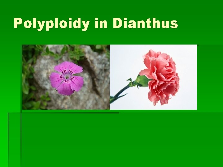 Polyploidy in Dianthus 